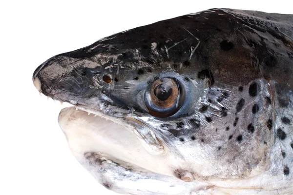 Salmon's head — Stock Photo, Image