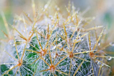 Abstract cactus spikes clipart