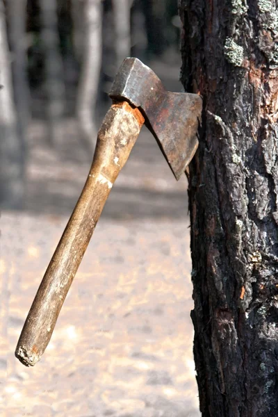 stock image Axe in the tree