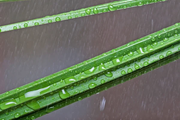 フェニックスの雨の下で葉します。 — ストック写真