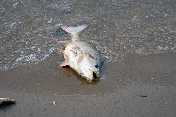 死鲈鱼 — 图库照片