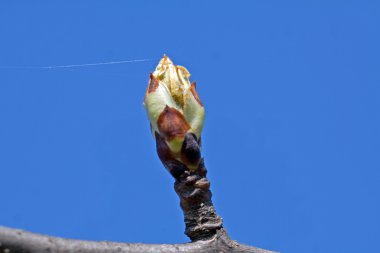 elma bud ve örümcek ağı