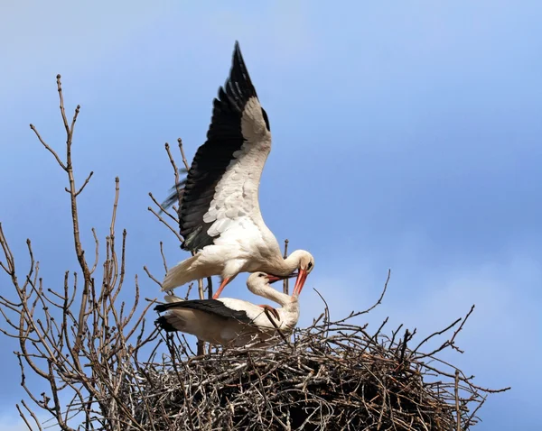 Parning stork par — Stockfoto
