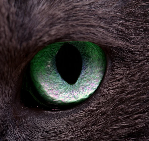 stock image Cat's eye