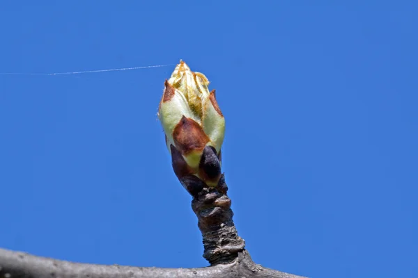 stock image Apple bud and cobweb