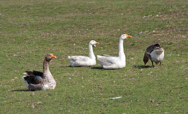 Sitting geese — Stock Photo, Image
