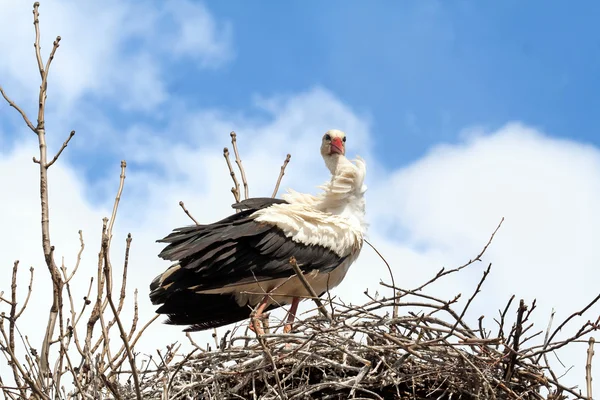 Cicogna nel nido — Foto Stock