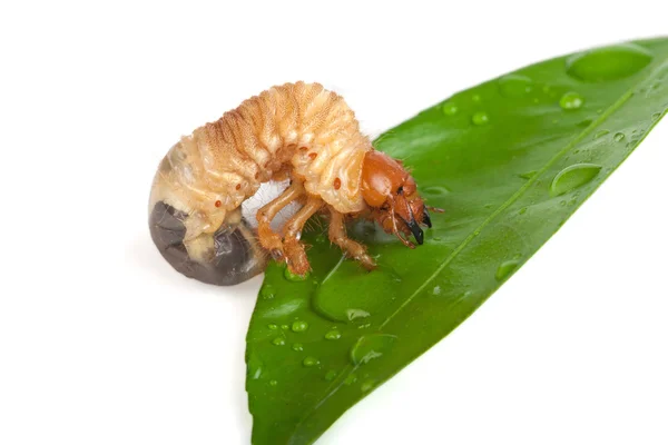 Chafer larva — Stock Photo, Image