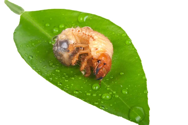 Chafer larve sur feuille verte — Photo