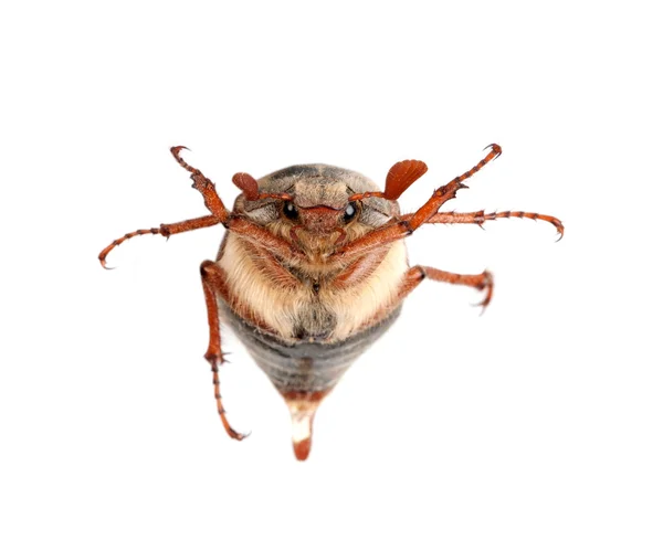 stock image Chafer