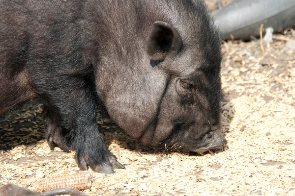 stock image Vietnamese pig