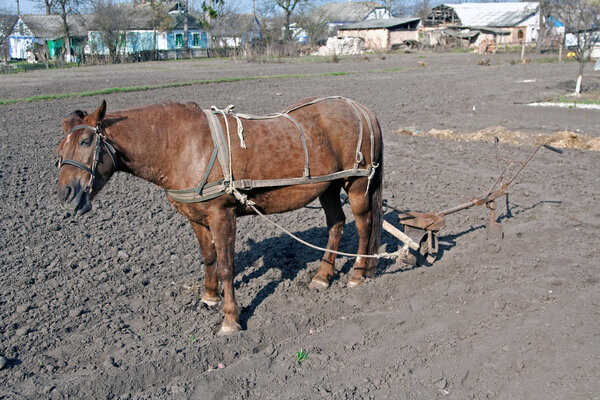 Horse with plow