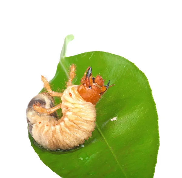 Chafer larva on green leaf — Stock Photo, Image