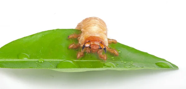 Chafer larva on green leaf — Stock Photo, Image