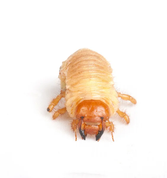 コガネムシの幼虫 — ストック写真
