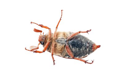 Chafer