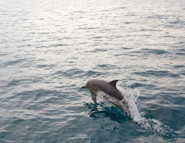 Δελφίνι πηδώντας από νερό — Φωτογραφία Αρχείου
