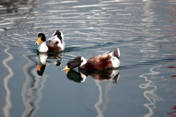 Wild duck drinking water — Stock Photo, Image