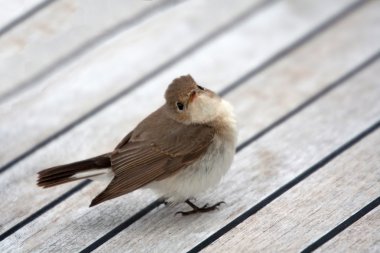 Cettia warbler clipart