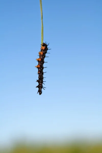 Caterpillar on leaf — Stock Photo, Image