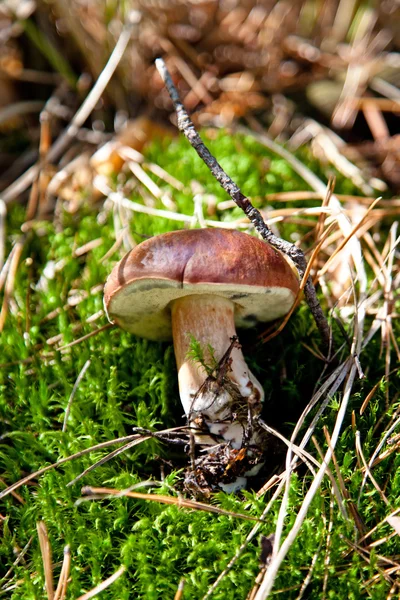 Xerocomus badius mushroomon grama verde — Fotografia de Stock