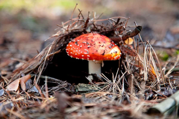 Cogumelo amanita vermelho — Fotografia de Stock