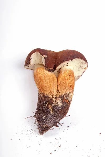 흰색 절연 boletus 버섯 — 스톡 사진