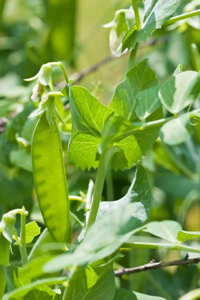 stock image Pea