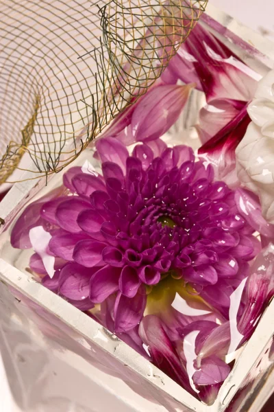 Lilac dahlia — Stock Photo, Image