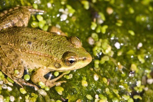 stock image Frog