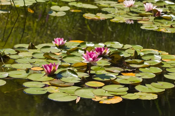 stock image Water-lily