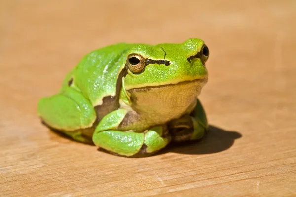 Stock image Green frog