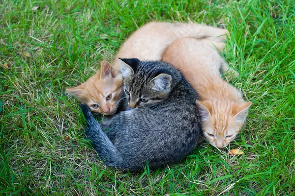 Drie katten vrienden — Stockfoto