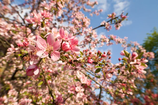 Apple bloom — Stockfoto