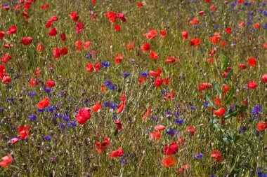 Poppy field clipart