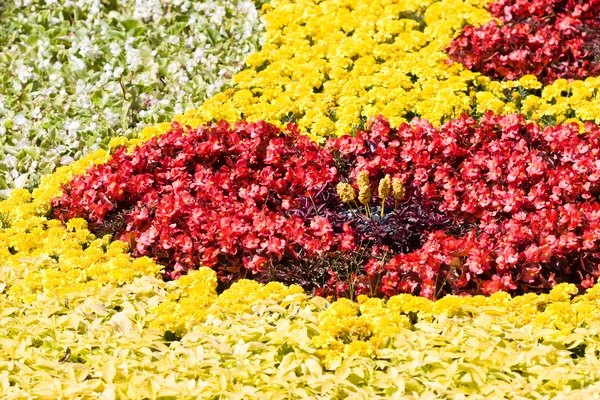 Dessin floral — Photo