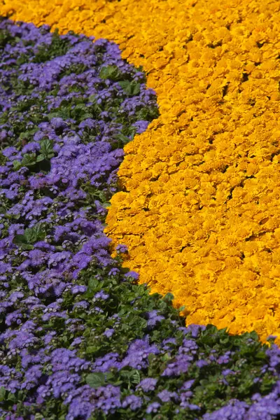 꽃 무늬 — 스톡 사진