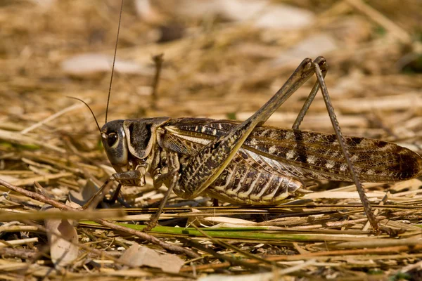 stock image Grasshopper