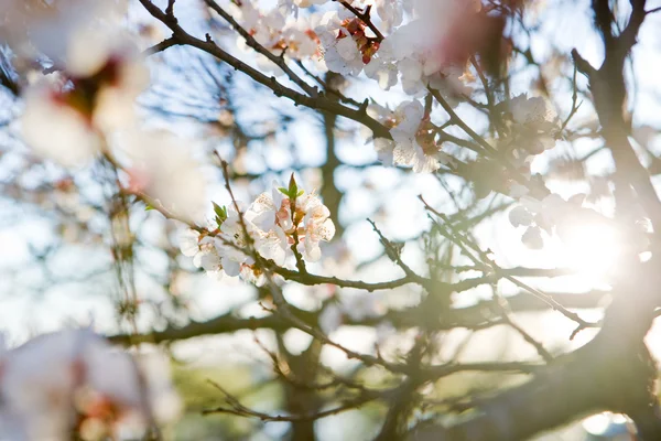 stock image Tree blosson in april