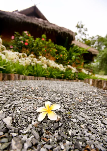 stock image Beautiful flower on alley with bungalow