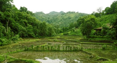 Rice terraces in rain season clipart