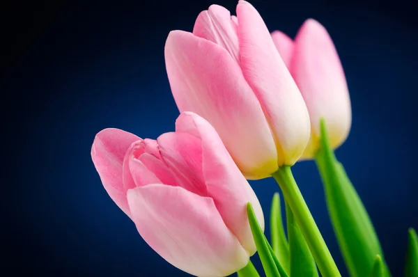 Рожеві тюльпани . — стокове фото