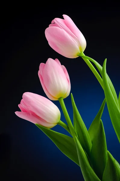 Розовый тюльпан . — стоковое фото