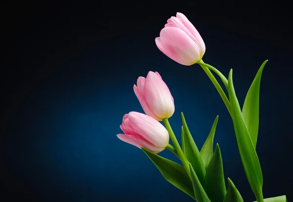 Tulipes roses . — Photo