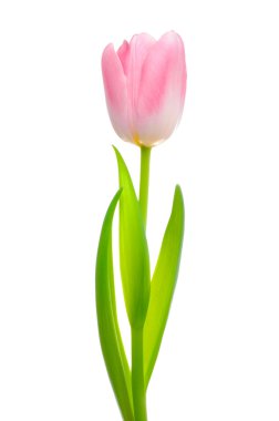 Tulip clipart