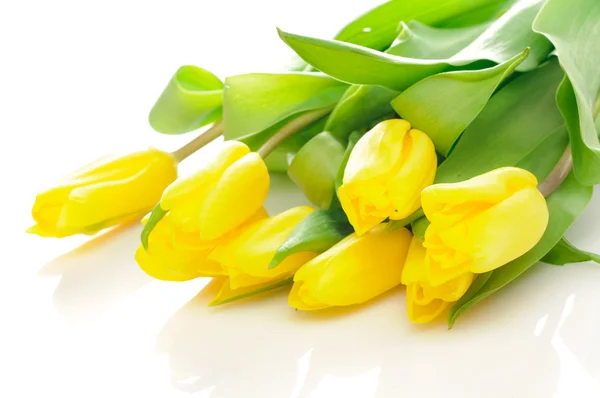 stock image Tulips