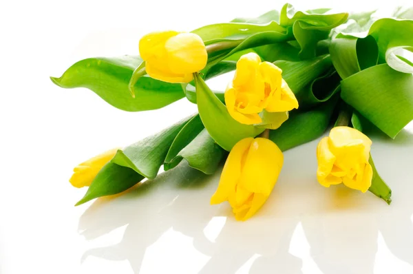 stock image Tulips