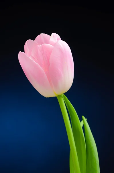 Tulip — Stock Photo, Image