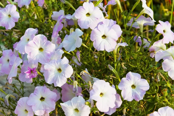 stock image Group of blossoming convolvulus flowers on green grass