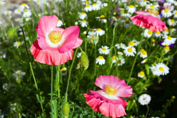 pembe haşhaş ve papatya çiçekleri